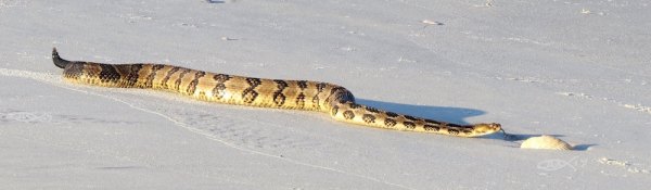 Snakes on the Beach!